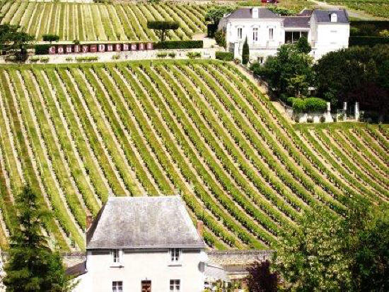 vineyard behind Chinon in France